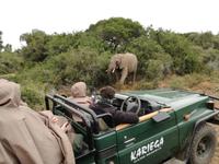 Kariega Nationalpark