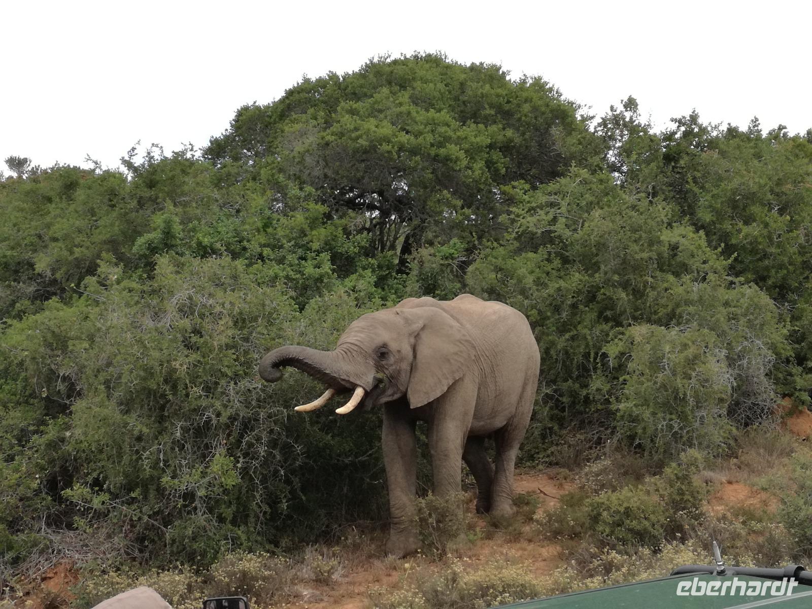 Kariega Nationalpark