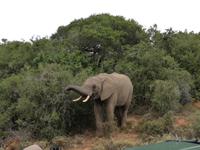 Kariega Nationalpark