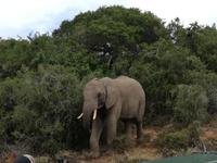 Kariega Nationalpark