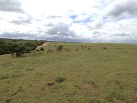 Kariega Nationalpark