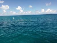 Australien Katamaran-Tour Great Barrier Reef