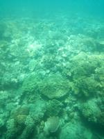 Australien Katamaran-Tour Great Barrier Reef