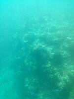 Australien Katamaran-Tour Great Barrier Reef