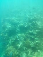 Australien Katamaran-Tour Great Barrier Reef