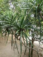 Australien Tjapukai Culture Centre