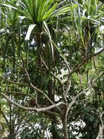 Australien Tjapukai Culture Centre