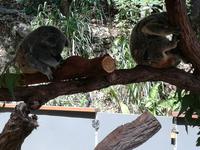 IMG_20181115_143941Australien Kuranda