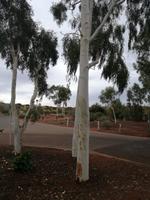 Australien Uluru-Nationalpark