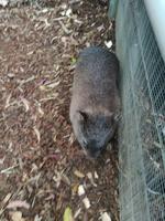 Australien Featherdale Wildlife Park