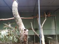 Australien Featherdale Wildlife Park