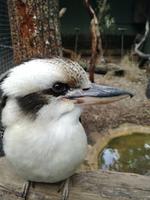 Australien Featherdale Wildlife Park