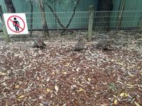 Australien Featherdale Wildlife Park