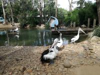 Australien Featherdale Wildlife Park