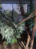 Australien Featherdale Wildlife Park