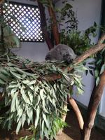 Australien Featherdale Wildlife Park