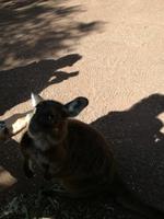 Australien Featherdale Wildlife Park