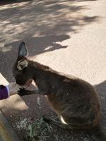 Australien Featherdale Wildlife Park