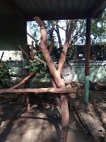 Australien Featherdale Wildlife Park