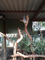 Australien Featherdale Wildlife Park