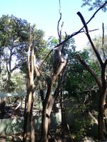 Australien Featherdale Wildlife Park