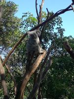 Australien Featherdale Wildlife Park