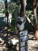 Australien Featherdale Wildlife Park