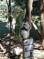 Australien Featherdale Wildlife Park