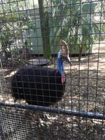 Australien Featherdale Wildlife Park