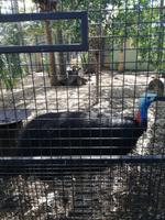 Australien Featherdale Wildlife Park