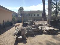 Australien Featherdale Wildlife Park