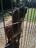 Australien Featherdale Wildlife Park