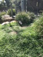 Australien Featherdale Wildlife Park