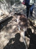 Australien Featherdale Wildlife Park