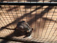 Australien Featherdale Wildlife Park