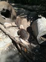 Australien Featherdale Wildlife Park