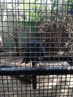 Australien Featherdale Wildlife Park