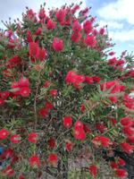 Australien Blue Mountains