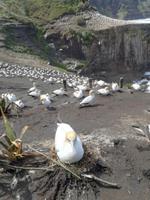 Neuseeland -Matakana