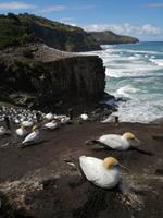 Neuseeland -Matakana