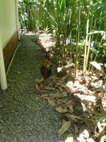 Tahiti Inselrundfahrt