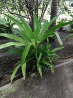 Tahiti Inselrundfahrt