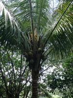 Tahiti Inselrundfahrt