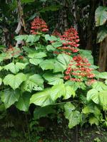 Tahiti Inselrundfahrt