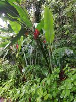 Tahiti Inselrundfahrt