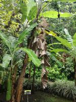 Tahiti Inselrundfahrt