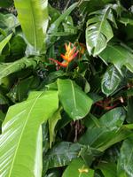 Tahiti Inselrundfahrt