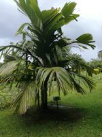 Tahiti Inselrundfahrt