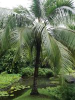 Tahiti Inselrundfahrt