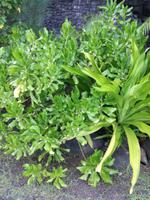 Tahiti Inselrundfahrt